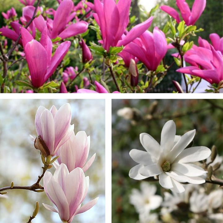 Actual product image Plant in a Box Magnolia susan, soulangeana, stellata (25 cm)