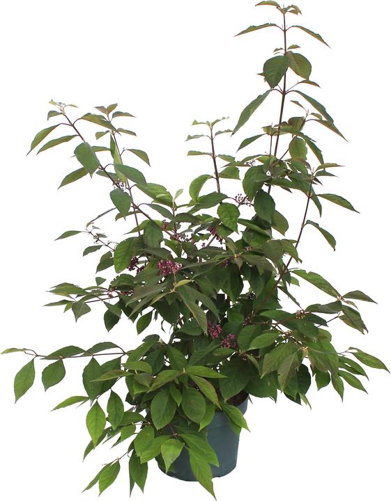 Actual product image Zulauf Beautyberry (100 cm)