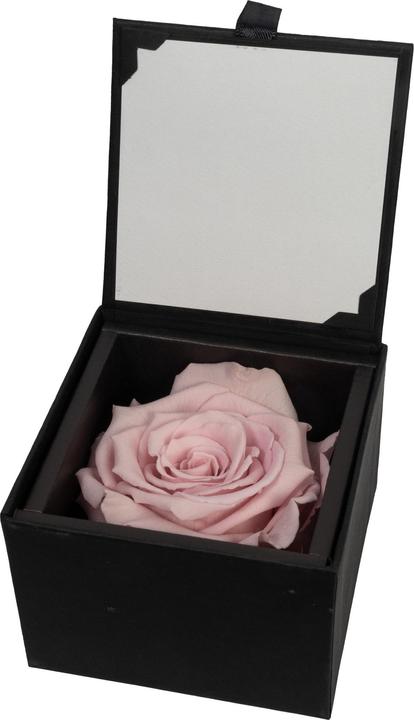 Produktbild Migros Ostschweiz Premium Rose (Stabilisierte Rose) in Geschenksbox (Infinity Blumen)