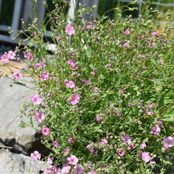 Produktbild Säntispracht 2 er Set, Kriechendes Gipskraut - Gypsophila repens Filou Rose (15 cm)