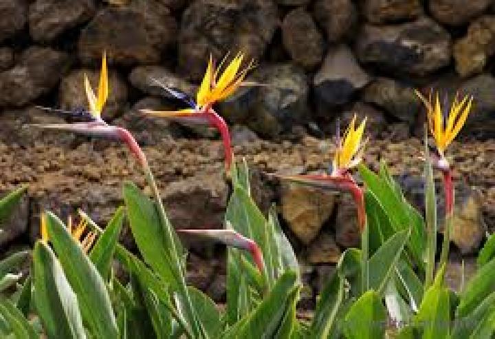 Image du produit Tropica Fleur d'oiseau de paradis (Plante bulbeuse)