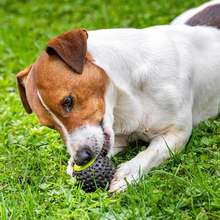 Immagine prodotto Ferplast Chewa Boing (Palla giocattolo per cani)