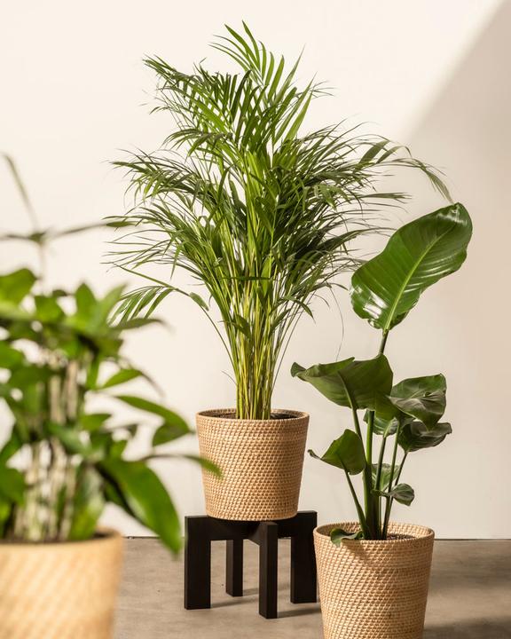 Image du produit feey Strelitzie XL (110 cm, Fraîchement rempotés)