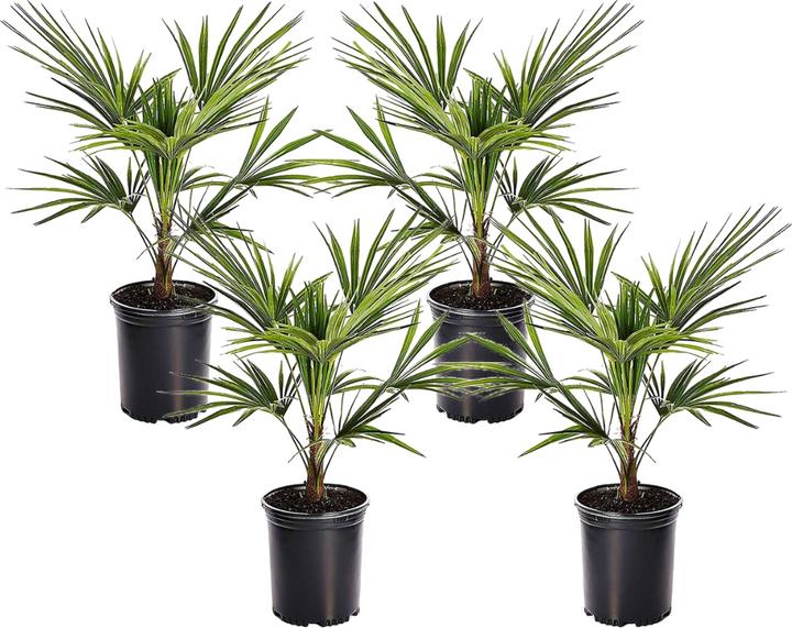 Actual product image Plant in a Box Trachycarpus Fortunei - (35 cm)