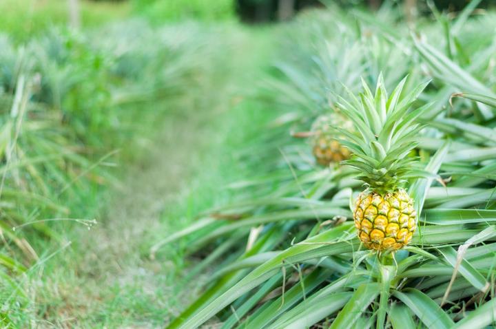 Immagine prodotto Arkopharma Arkocaps Ananas Kapseln (150 Pezzo/i, Pillole, 117 g)