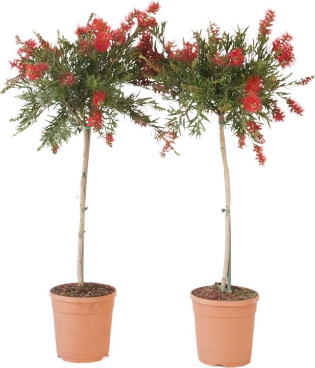 Immagine prodotto Plant in a Box Callistemon citrinus 'Splendens' - set di 2 pulitori per lampade (90 cm)