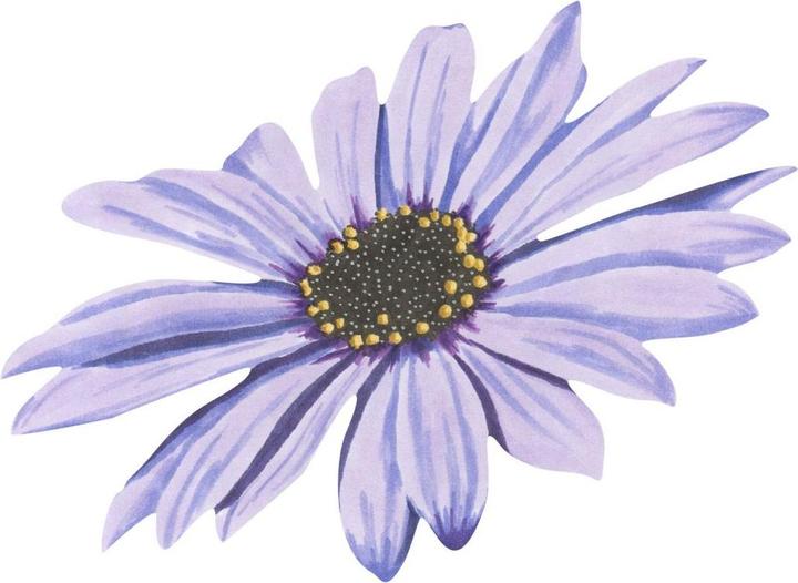 Produktbild Trenddeko Bornholmer Margeritenblüte lila Watercolor (75 x 55 cm)