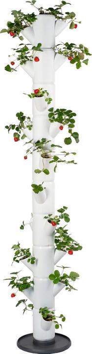 Gusta Garden Pots de culture SISSI STRAWBERRY Infinity, blanc (27 cm)
