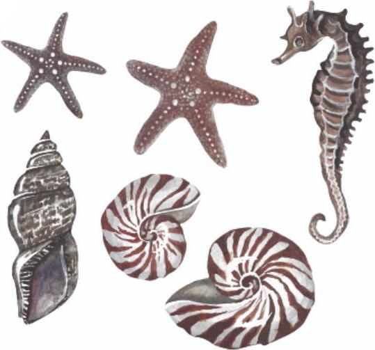 Image du produit That's mine Thats mine - Autocollants muraux Coquillages Underwater Friends