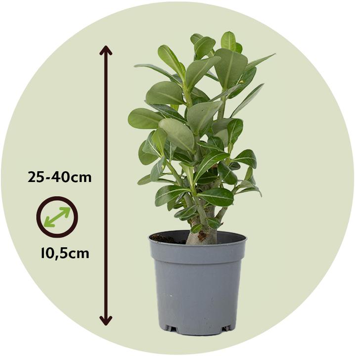 Immagine prodotto Plant in a Box Adenium Obesum (25 cm)