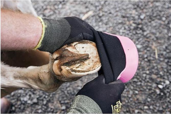Image du produit Kerbl Chaussure de traitement Tubbease pour sabots de chevaux