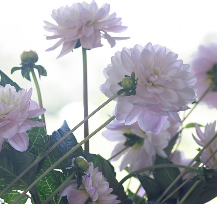 Actual product image Plant in a Box Dahlia Diana's Memory - Set of 3 dahlias (10 cm)
