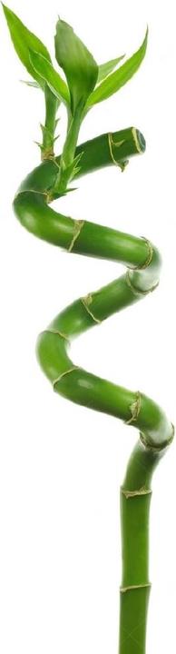Produktbild Myflower Lucky Bamboo (Schnittblumen)