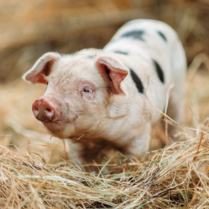 Produktbild Piggies/Schweinchen 2024 (Harter Einband, Spanisch, Französisch, Tschechisch, Italienisch, Niederländisch, Polnisch, Deutsch, Englisch)