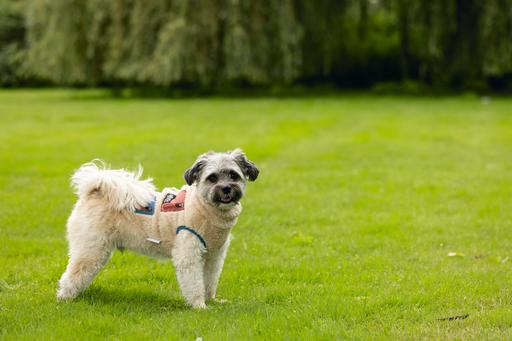 Produktbild Beeztees Hundemantel Teddy (XXL, Hundepullover)