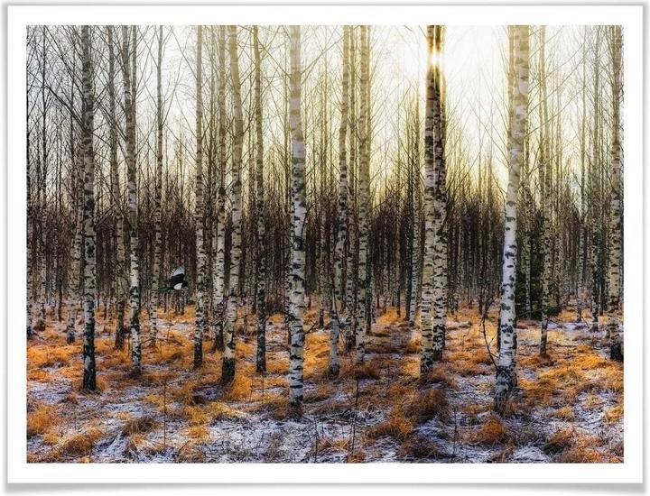 Image du produit Trenddeko Soleil dans la forêt de bouleaux (100 x 80 cm)