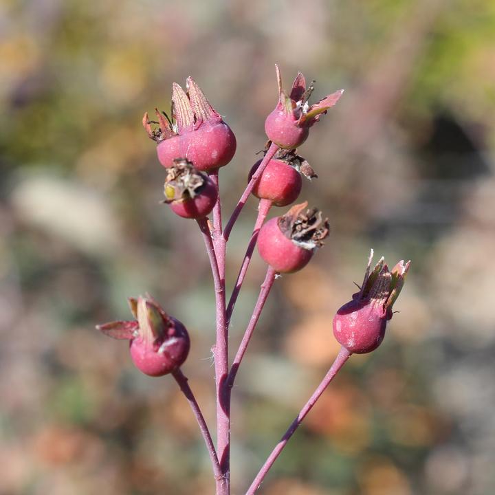 Actual product image Zulauf Gewöhnliche Felsenbirne / Amelanchier ovalis (100 cm)