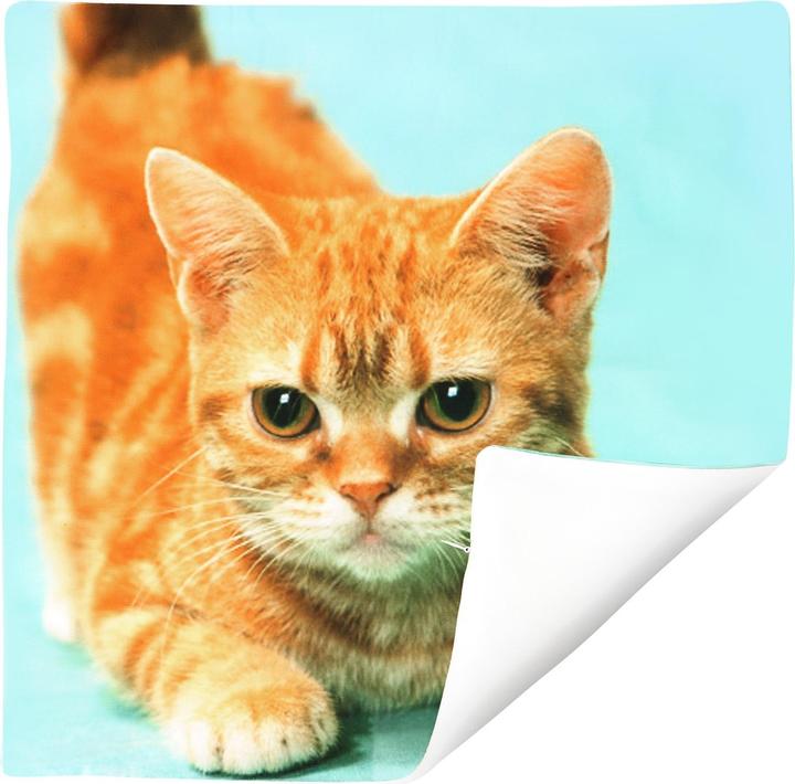 Image du produit Avizar 2 Stk. Kissenbezüge Gelbe Katze (40 x 40 cm)