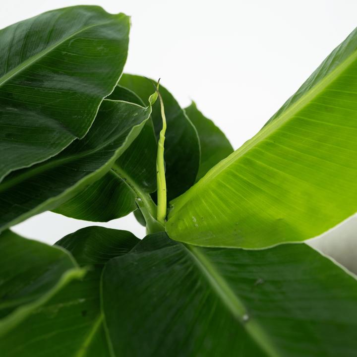 Image du produit Plant in a Box Musa 'Oriental Dwarf' - (25 cm)