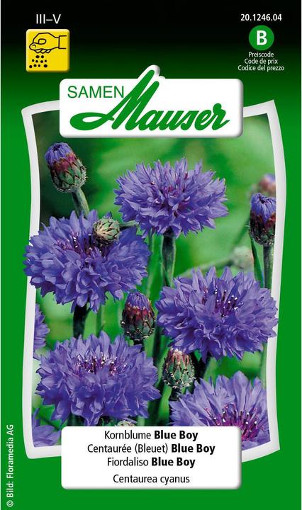 Samen Mauser Blue Boy (Pflanzensamen)