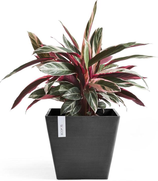 Actual product image Ecopots Rotterdam (50 cm)