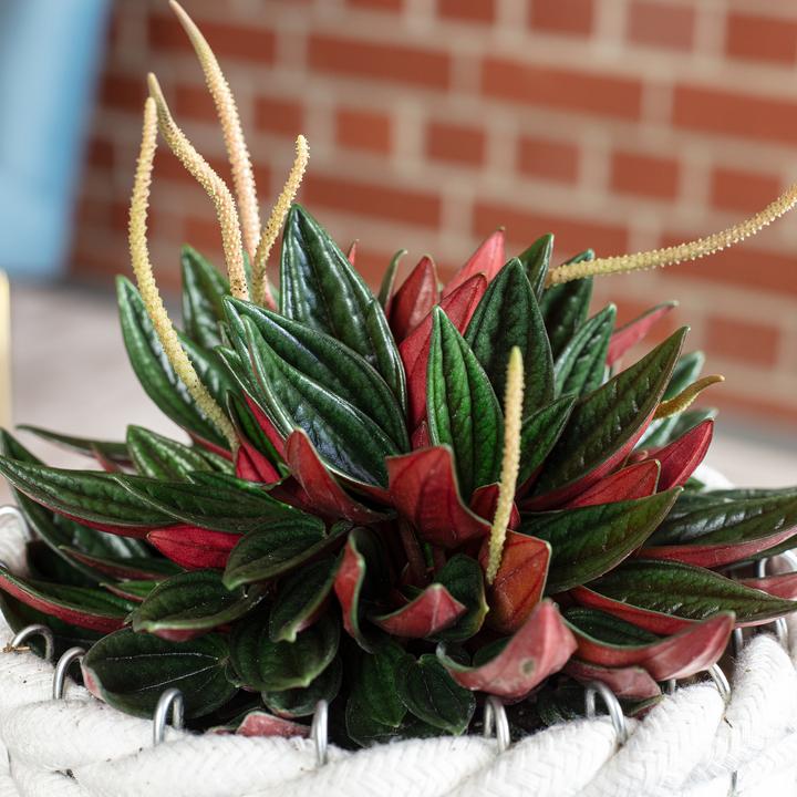 Actual product image Flowerbox Smit Rosso - Peperomia (15 cm)