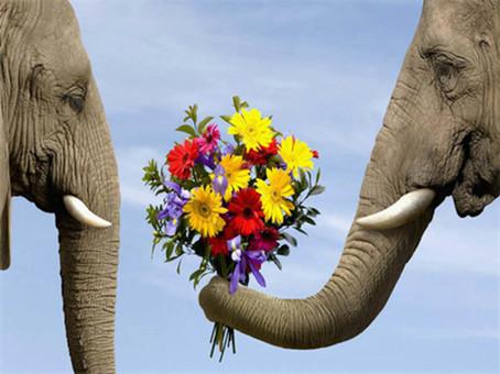 Actual product image Pracht Diamond Painting Elephants with flowers 30 x 40 cm with frame