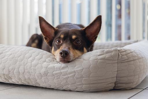 Image du produit Karlie Lit de repos Velvet (Chien)