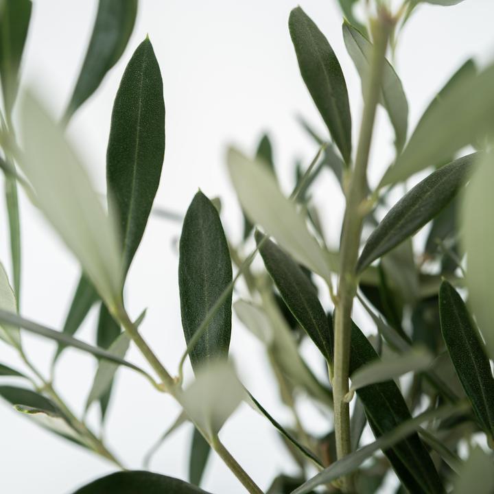 Produktbild Plant in a Box Olea Europaea (45 cm)