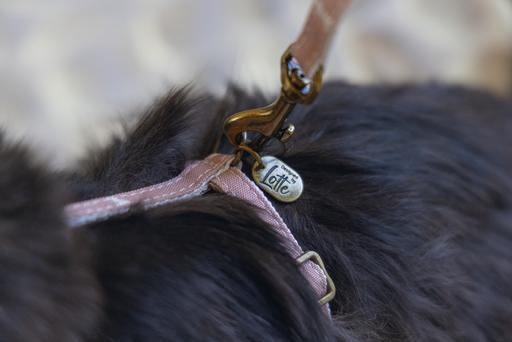 Actual product image Designed by Lotte Cat harness Virante (L, Cat, Walks)