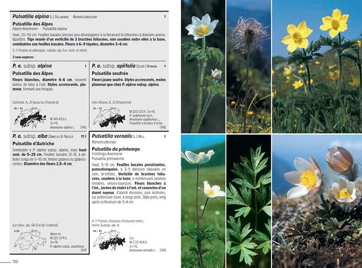 Produktbild Flora Helvetica - Flore illustrée de Suisse (Französisch, Andreas Gygax, Konrad Lauber, Gerhart Wagner, 2024)