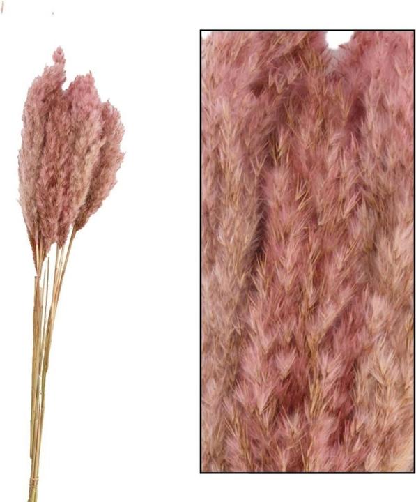 Image du produit Dijk Plume reed long Kyan (Fleurs séchées)