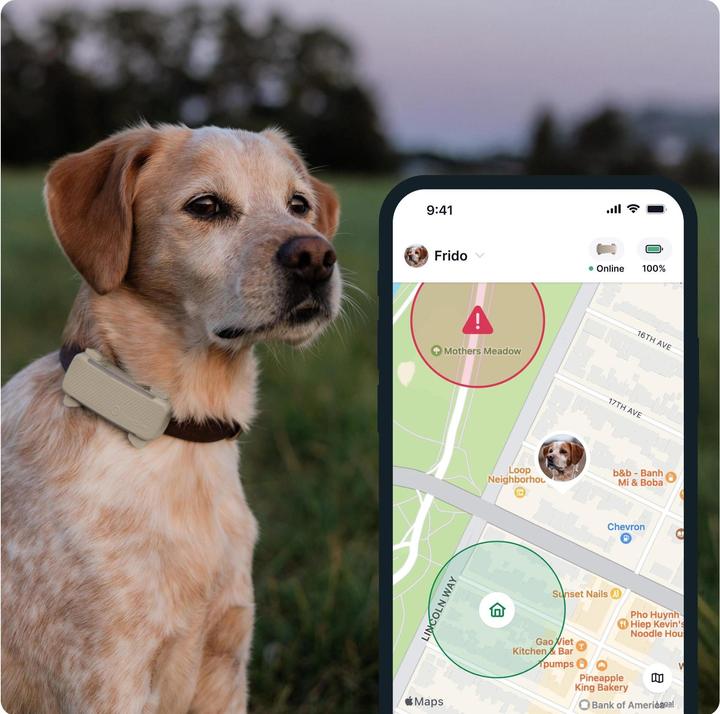 Actual product image Tractive GPS Tracker Dog 6 (Dog)