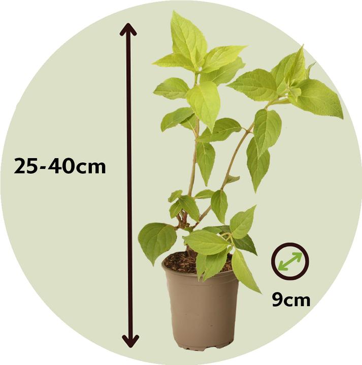 Produktbild Plant in a Box Hydrangea Paniculata 'Pink Lady' - 3er Set Hortensien (25 cm)