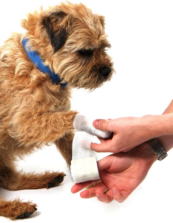 Produktbild Mountain Paws Dog First Aid Kit (Hund)