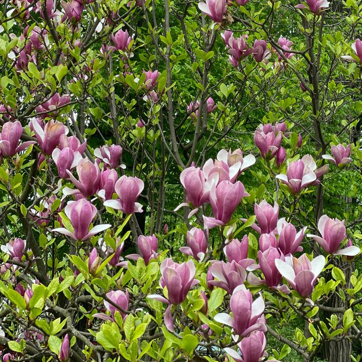 Produktbild Plant in a Box Magnolia Susan - 3er Set Magnolie (25 cm)