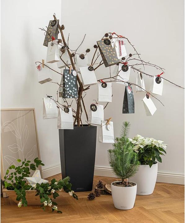 Image du produit Lechuza cubico (39.50 cm)