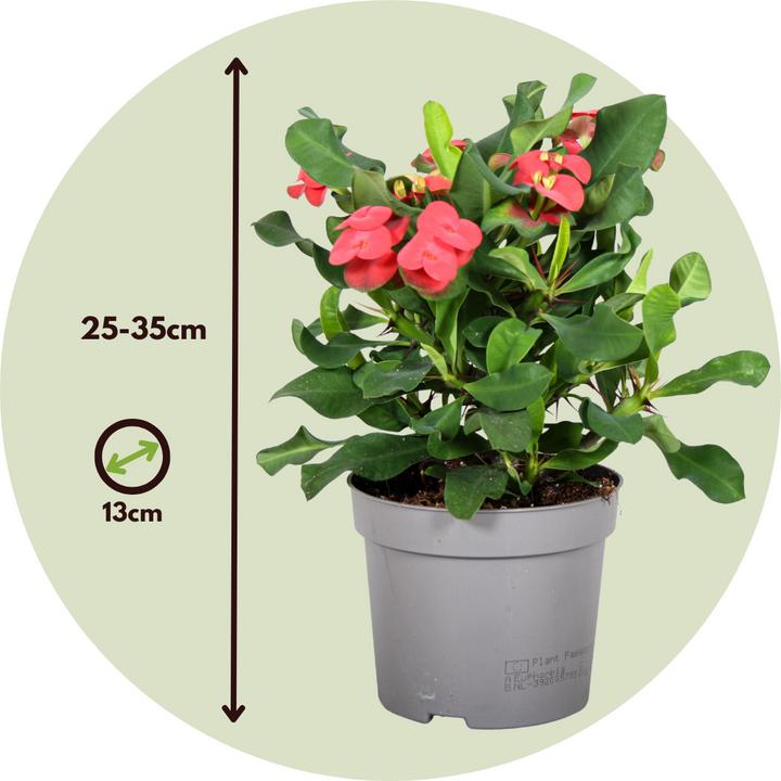 Produktbild Plant in a Box Euphorbia Milii - Honigheuschrecke (25 cm)
