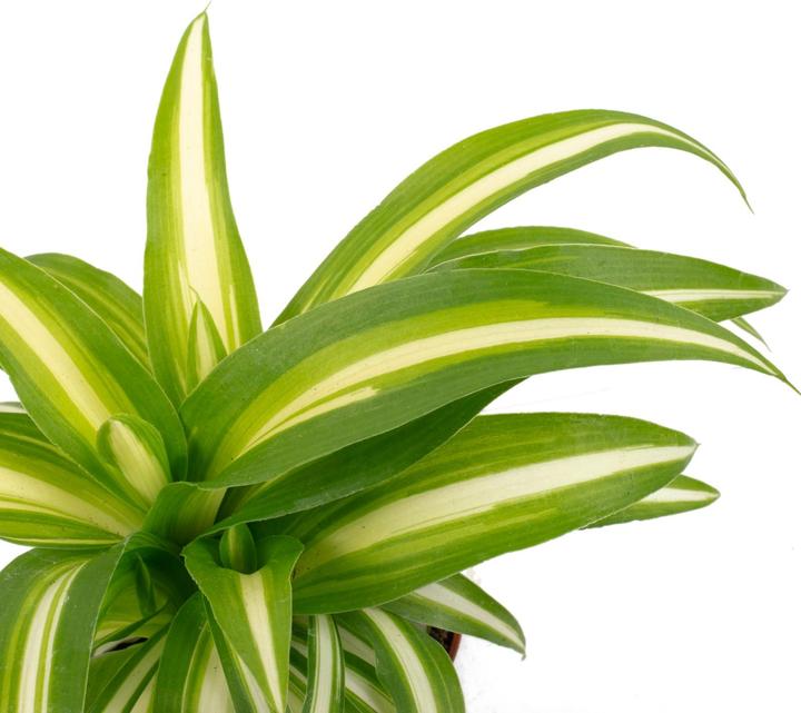 Immagine prodotto Flowerbox Giglio verde - Chlorophytum Comosum Variegata (15 cm)