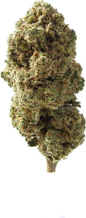 Immagine prodotto Herba di Berna Cannatonic Indoor (11 g, Interno)