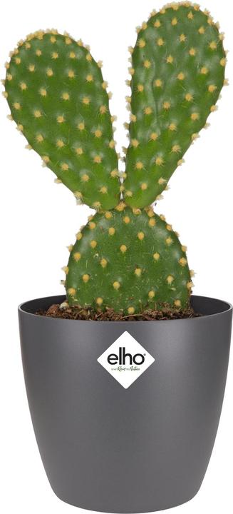 Image du produit Elho Brussels (6.70 cm)