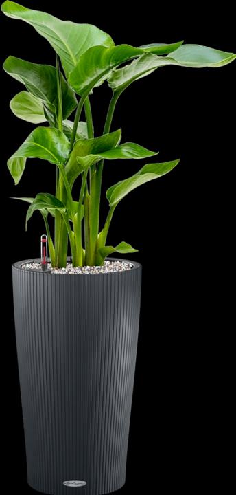 Produktbild Mahaloplants Strelitzia nicolai (65 cm)