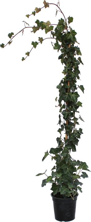 Image du produit Zulauf Lierre (125 cm)