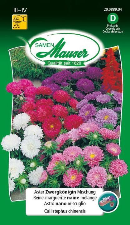 Produktbild Samen Mauser Aster Zwergkönigin Mischung (Pflanzensamen)