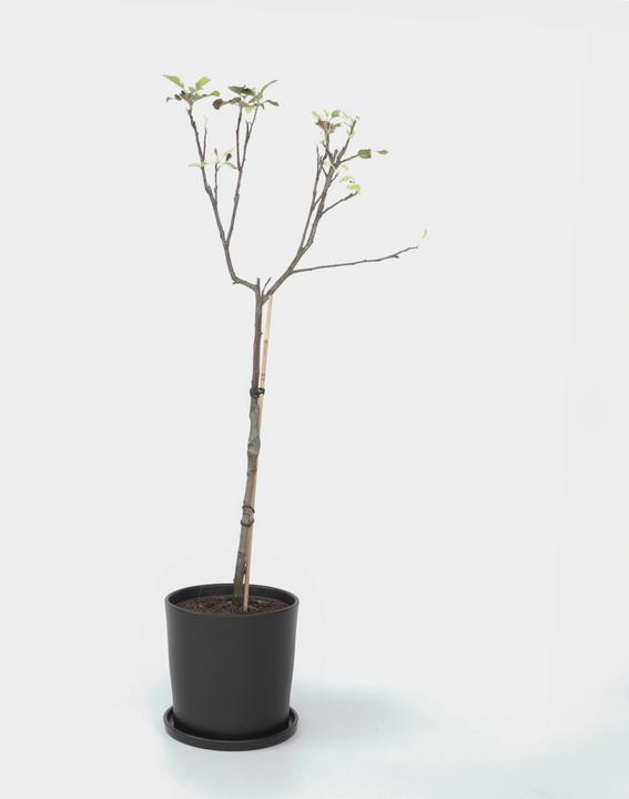 Immagine prodotto Plant in a Box Malus domestica 'Elstar' - Melo (90 cm)