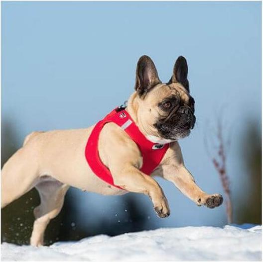Produktbild Curli Vest Hundegeschirr Clasp Softshell Schwarz XL (XL, Hund, Allgemein)