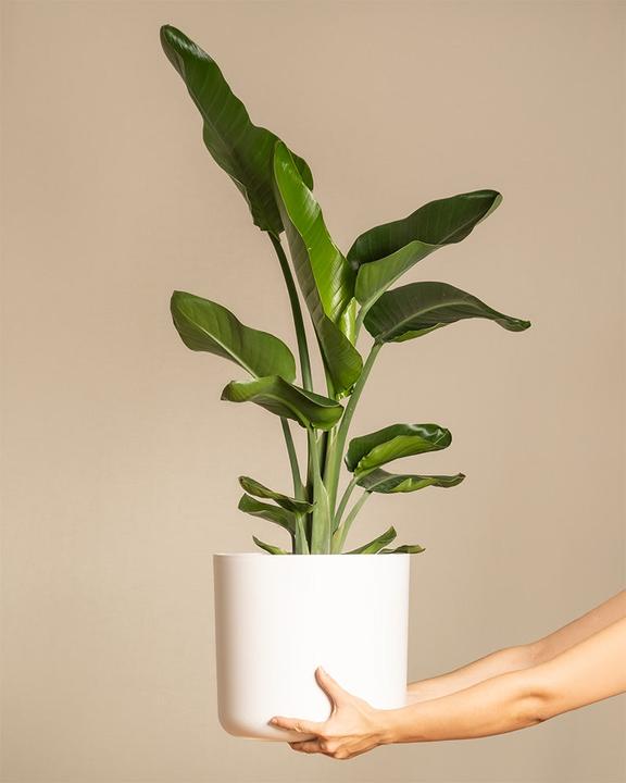 Image du produit feey Strelitzie XL (110 cm, Fraîchement rempotés)