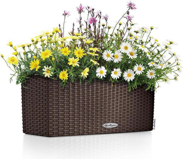 Image du produit Lechuza Balconera Cottage (19 cm)