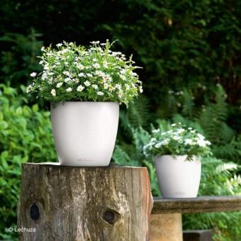 Immagine prodotto Lechuza Colore Classico (21.50 cm)