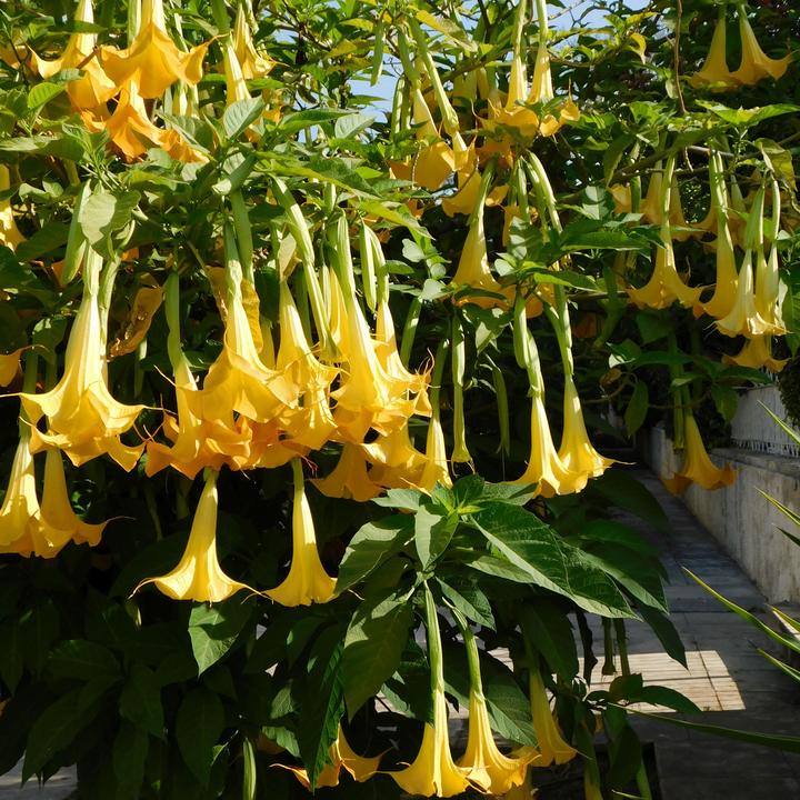 Produktbild Plant in a Box Brugmansia versicolor, sanguinea, suaveolens - 6er Set Engelstrompete (25 cm)